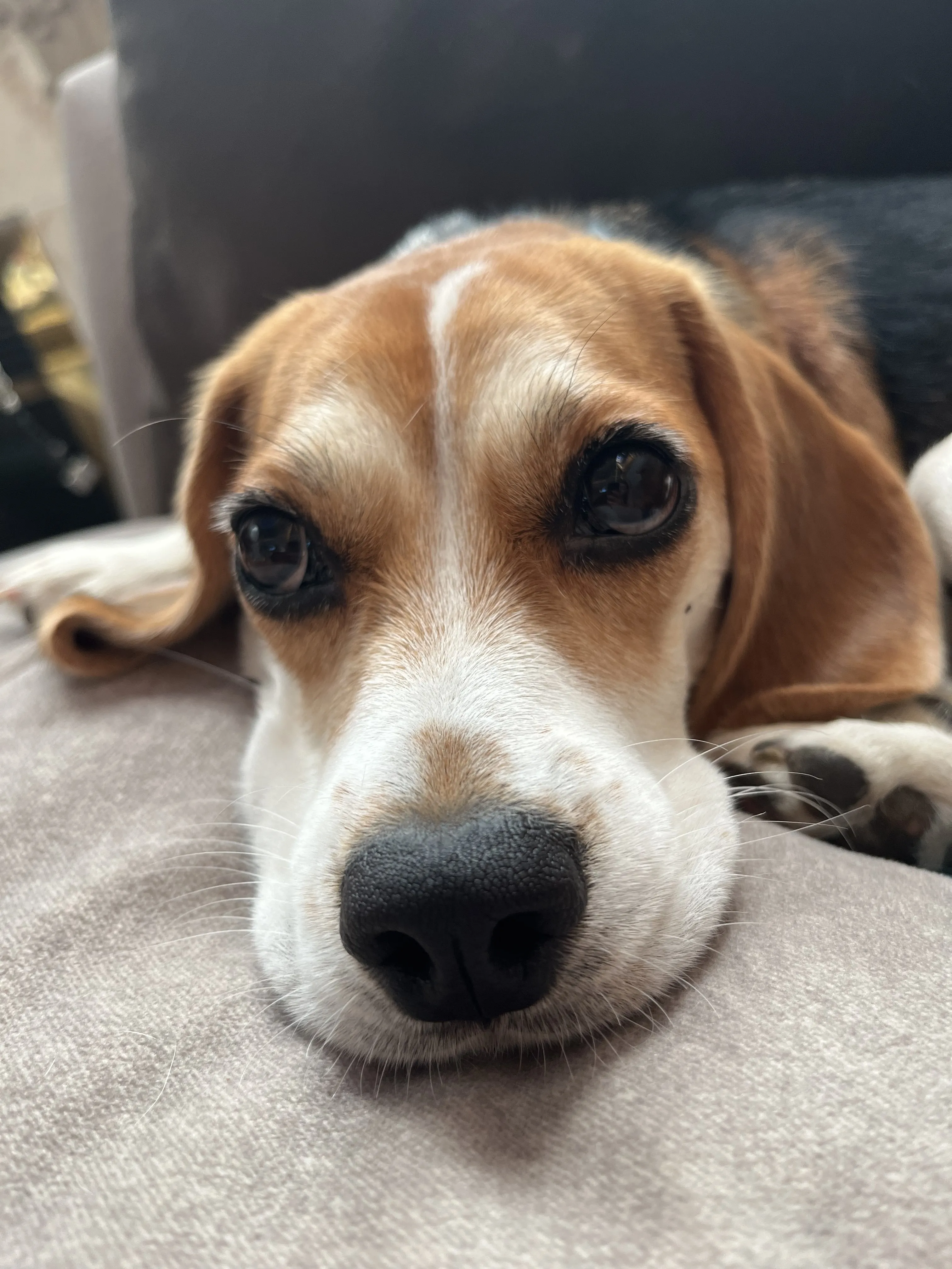 my beagle