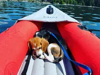 snoopie the beagle