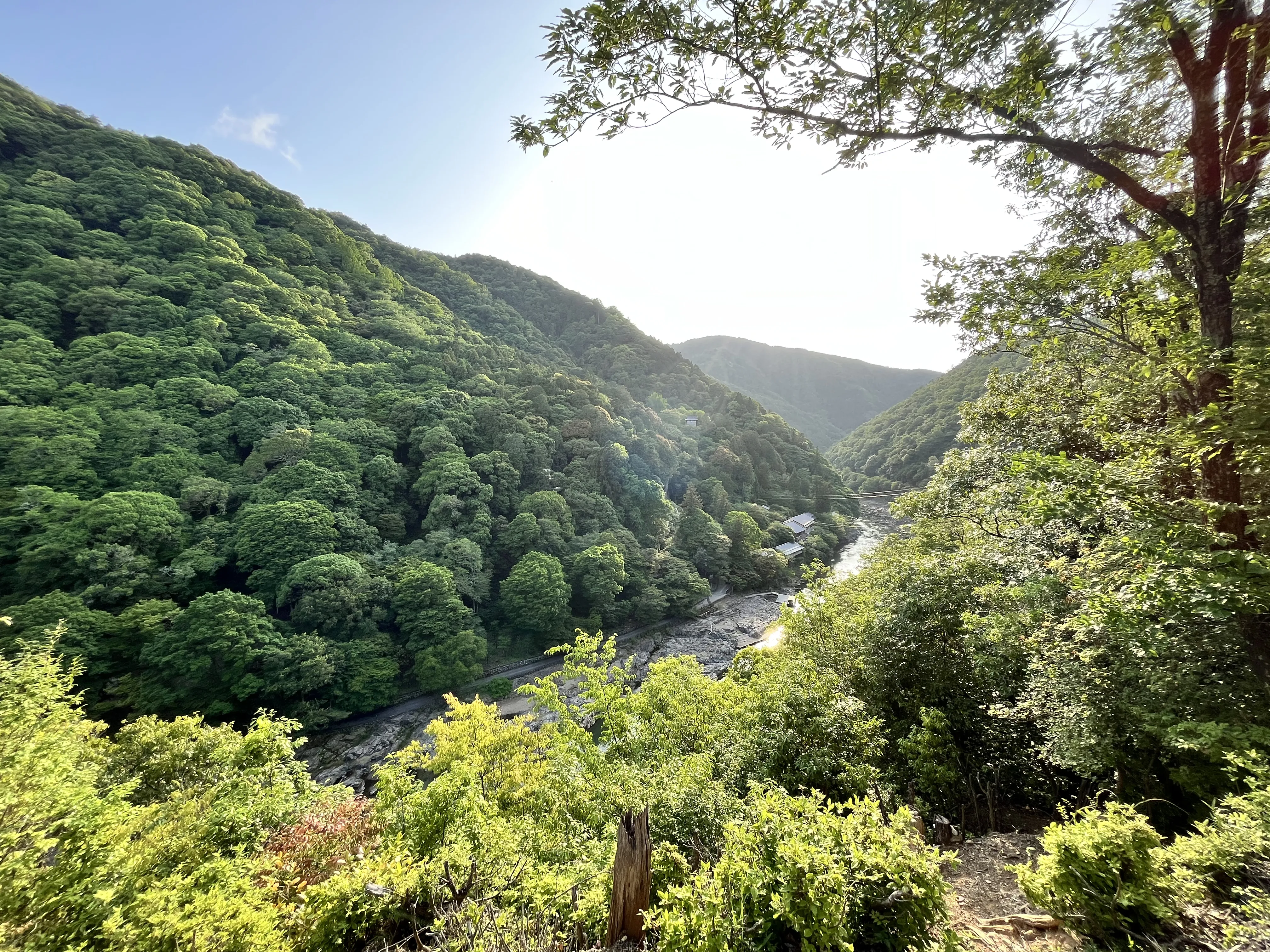 arashiyama bamboo forest