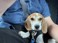 snoopie the beagle
