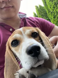 snoopie the beagle