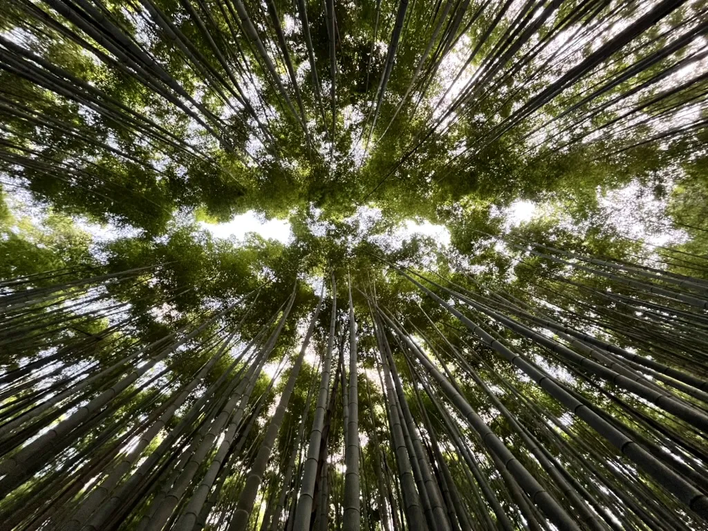 arashiyama bamboo forest