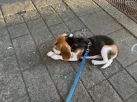snoopie the beagle