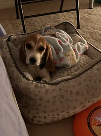snoopie the beagle