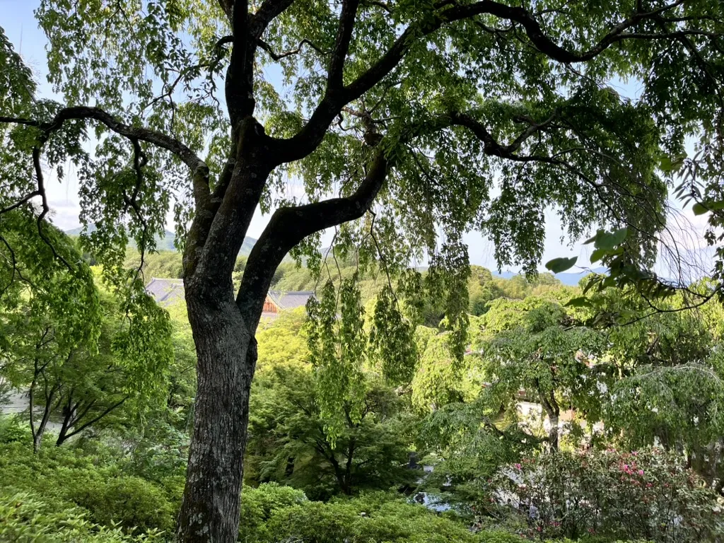 arashiyama bamboo forest