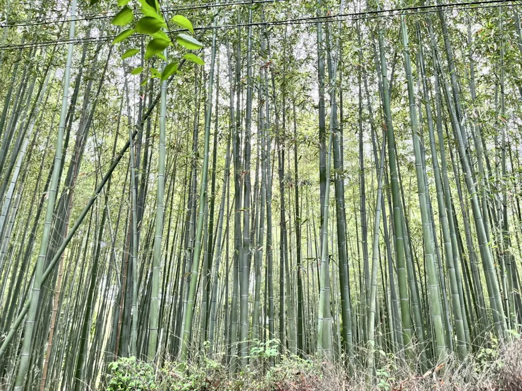 arashiyama bamboo forest